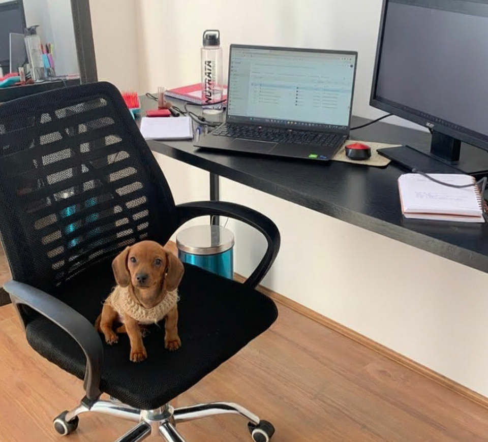Cachorrinho em cadeira de escritório