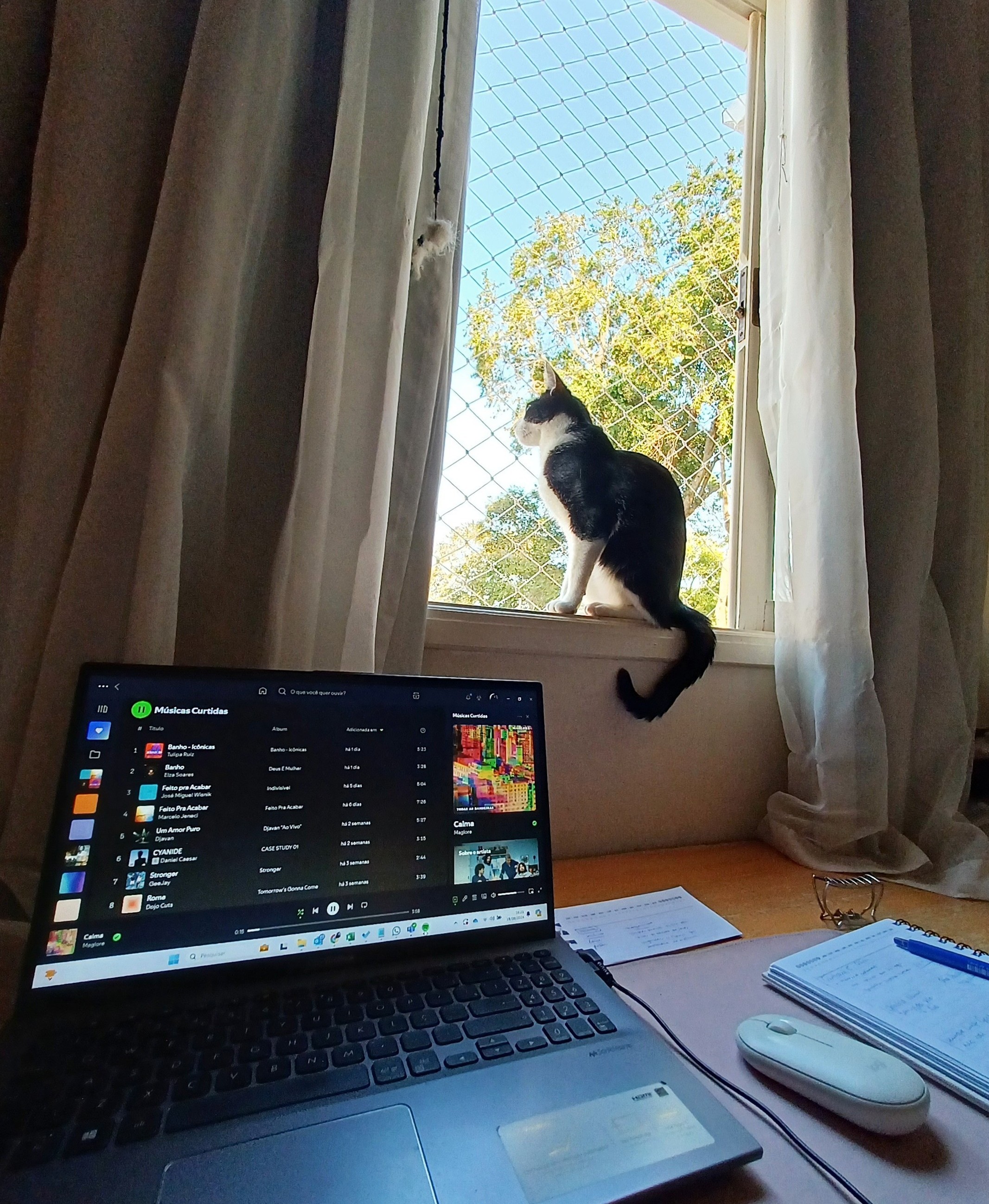 Gatinho próximo a notebook